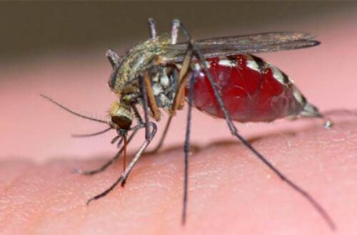 5 remedios naturales contra las picaduras de mosquito