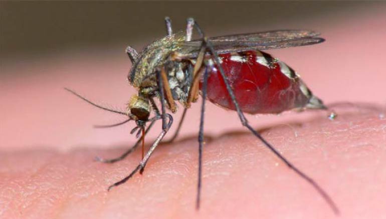 5 remedios naturales contra las picaduras de mosquito