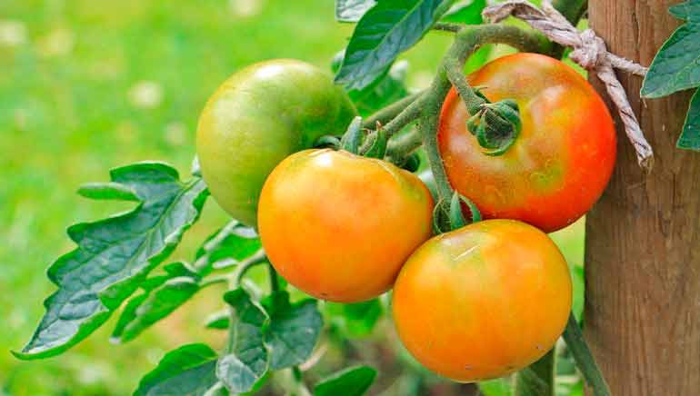 Beneficios para la salud de los tomates