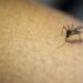 Repelentes y remedios naturales antimosquitos