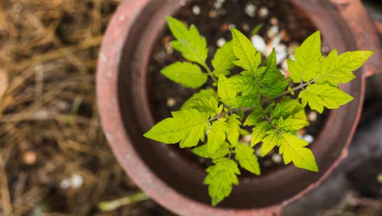 Las Hierbas Medicinales Que Puedes Cultivar En Tu Casa 9423